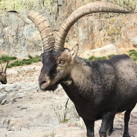 Affittacamere Artesano I Y III Navarredonda Esterno foto