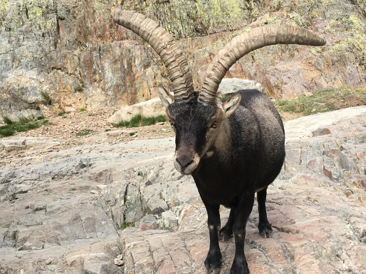 Affittacamere Artesano I Y III Navarredonda Esterno foto