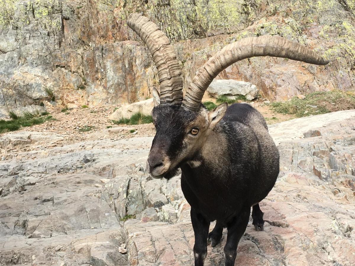 Affittacamere Artesano I Y III Navarredonda Esterno foto